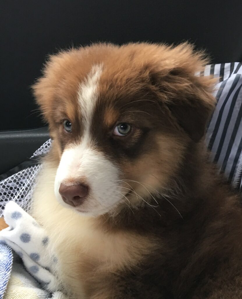 Adorable Australian Shepherd