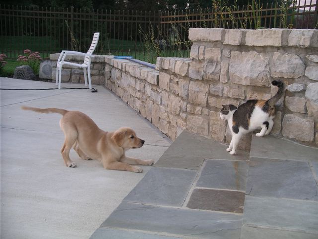 Puppy and cat playing